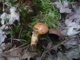 Aureoboletus gentilis image