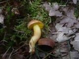 Aureoboletus gentilis image