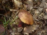 Boletus luridiformis image