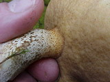 Suillus luteus image