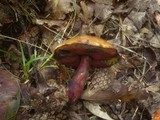 Boletus luridiformis image