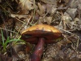 Boletus luridiformis image