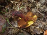 Boletus luridiformis image
