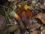 Boletus luridiformis image