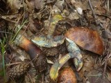 Boletus luridiformis image
