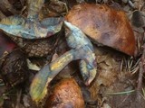 Boletus luridiformis image