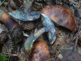 Boletus luridiformis image