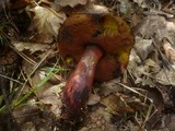 Boletus luridiformis image