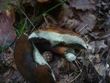 Boletus luridiformis image