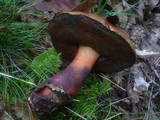 Boletus luridiformis image