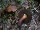 Boletus luridiformis image