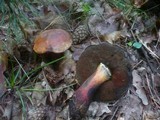 Boletus luridiformis image