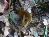 Callistosporium luteo-olivaceum image