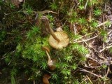 Callistosporium luteo-olivaceum image