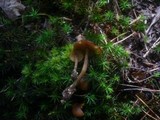 Callistosporium luteo-olivaceum image