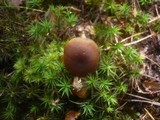 Callistosporium luteo-olivaceum image