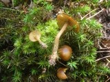 Callistosporium luteo-olivaceum image