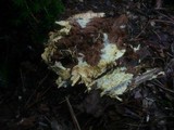 Ceraceomyces sulphurinus image
