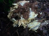 Ceraceomyces sulphurinus image
