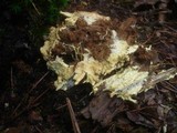 Ceraceomyces sulphurinus image