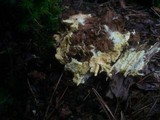 Ceraceomyces sulphurinus image