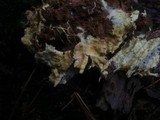 Ceraceomyces sulphurinus image
