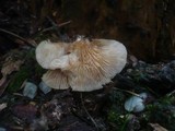 Crepidotus applanatus image