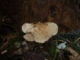 Crepidotus applanatus image