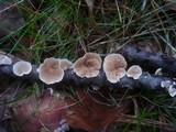 Crepidotus variabilis image