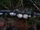 Crepidotus variabilis image