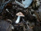 Hebeloma sinapizans image
