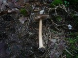 Inocybe asterospora image
