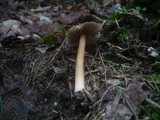 Inocybe asterospora image