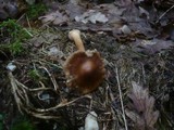 Inocybe asterospora image