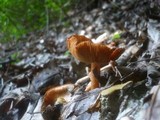 Inocybe godeyi image