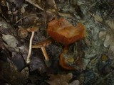 Inocybe godeyi image