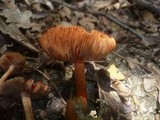 Inocybe godeyi image