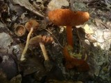Inocybe godeyi image