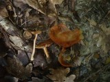 Inocybe godeyi image