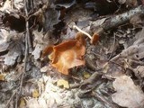 Inocybe godeyi image