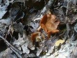 Inocybe godeyi image