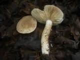 Lactarius azonites image