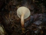 Lactarius serifluus image