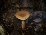 Lactarius serifluus image
