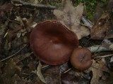 Lactarius subumbonatus image