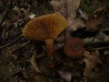 Lactarius subumbonatus image