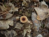 Lepiota echinella var. echinella image