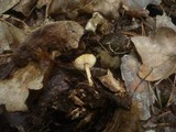 Lepiota echinella var. echinella image