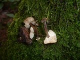 Gymnopus kauffmanii image