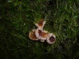 Gymnopus kauffmanii image